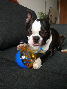 Shaking & Eating Toy for Dogs
